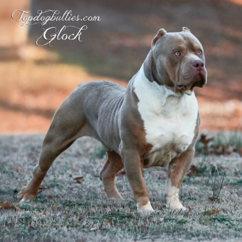 Topdogbullies.com Glock is a flashy and massive lilac tri merle American Bully XXL stud here at our Pitbull breeder kennel in TN