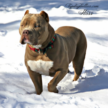 Topdogbullies.com Hoss is a lilac champagne fawn XXL Bully stud at Topdog Bullies of Tennessee