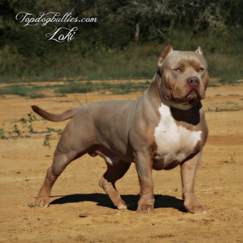 Topdogbullies.com Magical God Loki is a legendary lilac tri (purple tri) XL American Bully stud in the Bully world