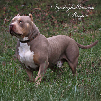 Topdogbullies.com Ruger is a massive estra large lilac tri American Bully XXL stud here at our Pitbull breeders kennel in Tennessee