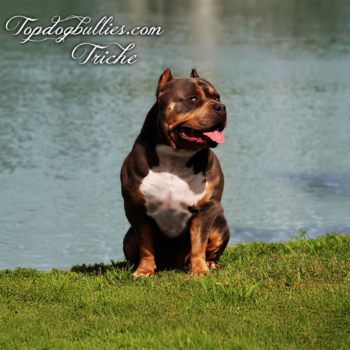 Topdogbullies.com Triche XL chocolate tri american bully with golden eyes