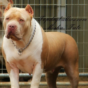 american bullies for sale