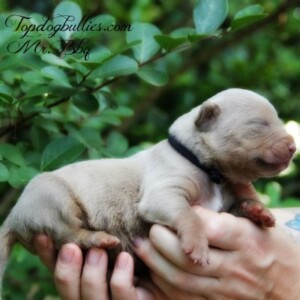 purple tri lilac pitbull puppy for sale xl