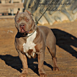 champagne xl american bully studs