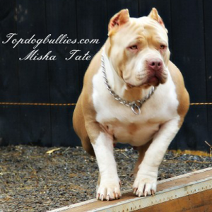champagne xl bully kennels