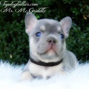 blue tri puppies for sale
