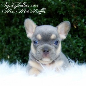 tricolor puppies for sale