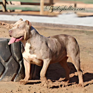 merle lilac bully xl xxl bullies for sale