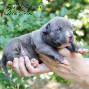 blue american bully for sale