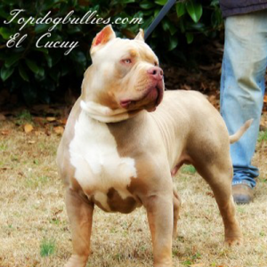 purple tri lilac american bully xl el cucuy