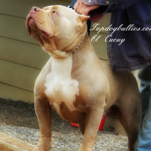 purple tri xl pitbull el cucuy