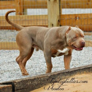 xl bully stud topdogs voodoo