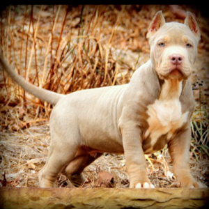 Topdog's El Cucuy at 12 weeks old Champagne XL American Bully