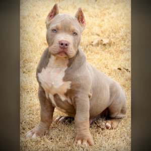 Topdog's El Cucuy at 12 weeks old Champagne XL Pitbull