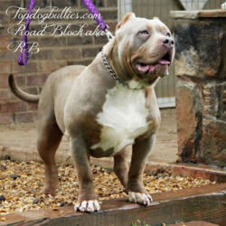 Topdog's Road Block