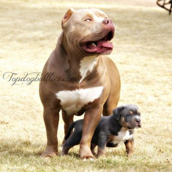 XXL Bully champagne tri lilac tri