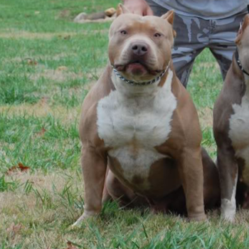 ace bloodline xl american bully