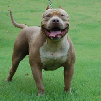 aceblood american bully xl pitbull