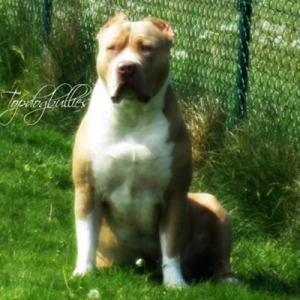 american bullies for sale TN Thor Et Achille