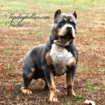 blue tri american bullies for sale