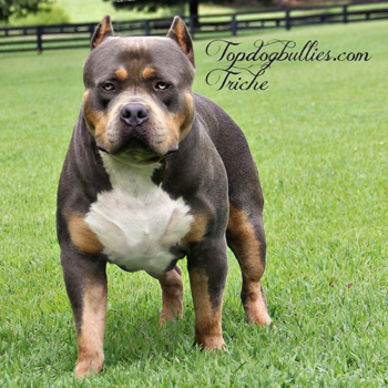 blue tri xl american bully puppies