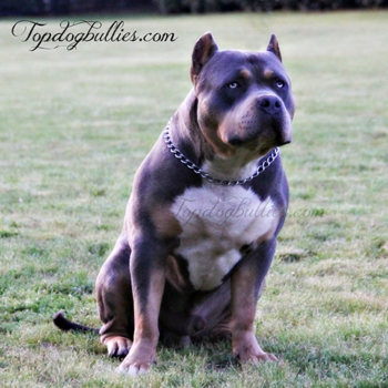 blue tri xl pitbulls