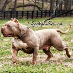 champagne tri xl pitbull el cucuy
