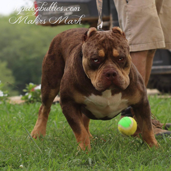 chocolate merle xl pitbulls for sale