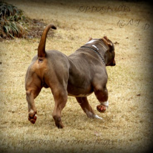 chocolate tri american bully xl topdog's heavy d