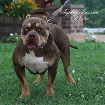 chocolate tri merle xl bully topdogbullies makir makir's mark on a leash in his yard standing