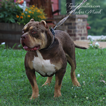 chocolate tri merle xl bully topdogbullies makir makir's mark on a leash in his yard