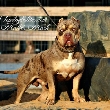 chocolate tri merle xxl bully