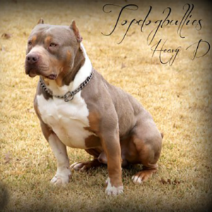 chocolate tri xl pitbull topdog's heavy d