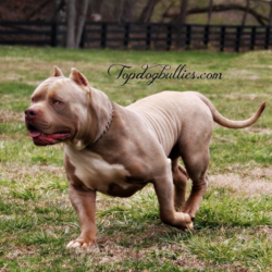 extra large massive pitbull bullydog
