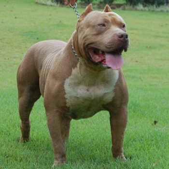 fawn champagne xl american bully ace