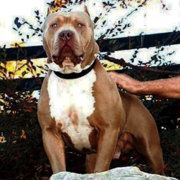 legend topdogs show stoppin ace