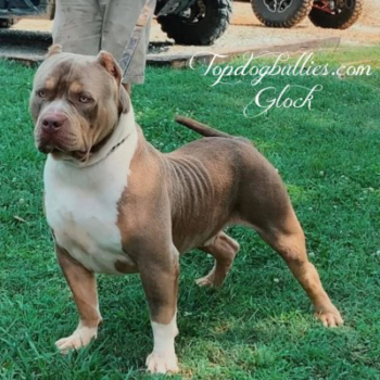 lilac american bully topdogbullies glock