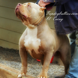 lilac purple xxl pitbull