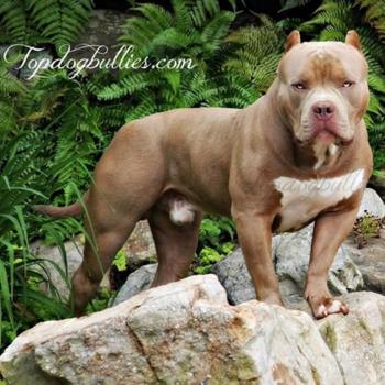 lilac tri american bully breeders