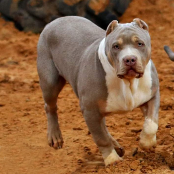 lilac tri american bully topdogbullies glock
