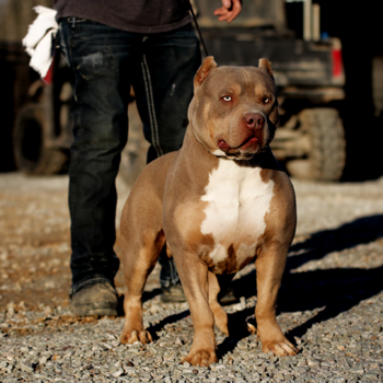 lilac tri american bully xl topdogbullies ruger