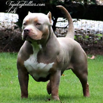 lilac tri american bully xl