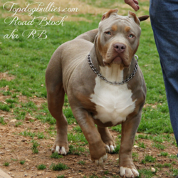 lilac tri xxl bully topdog bullies rb