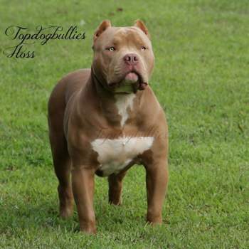 lilac tri xxl pitbull breeders TN