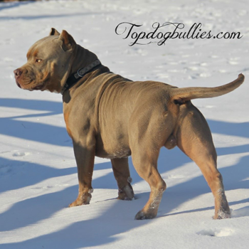 magical god loki toptopbullies lilac tricolor