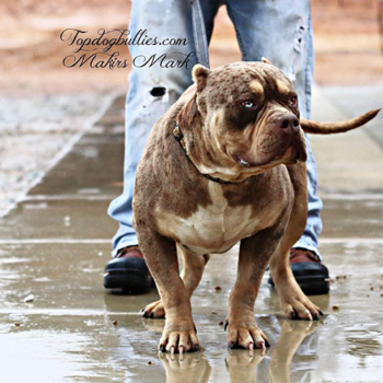 merle tri xl bully dog