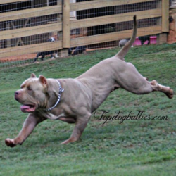 muscle xl pitbull