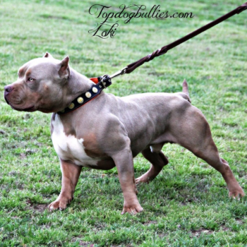 muscled up xxl pitbulls
