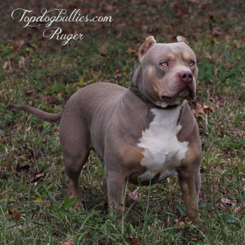 ruger lilac tri xl xxl male bully for sale