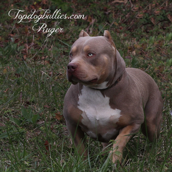 tdb ruger who is a lilac tri xxl pitbull playing in his yard
